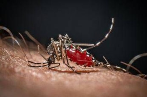 Da Dengue a West Nile, in Italia 40 specie di zanzare: ecco come difendersi Da Dengue a West Nile, in Italia 40 specie di zanzare: ecco come difendersi