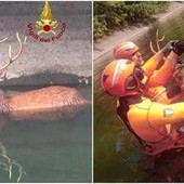 Milano, cervo intrappolato nel canale Villoresi: salvato dai vigili del fuoco Milano, cervo intrappolato nel canale Villoresi: salvato dai vigili del fuoco