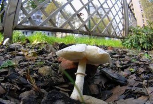 Si affidano al web per capire se i funghi sono commestibili, due donne intossicate