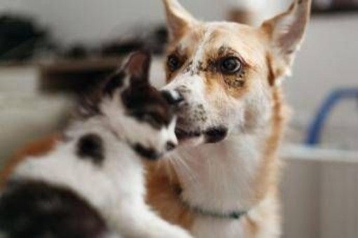 Carcere e multe per chi maltratta gli animali, da oggi in vigore legge Brambilla