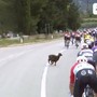 Giro d'Italia, una capra taglia la strada al gruppo - Video