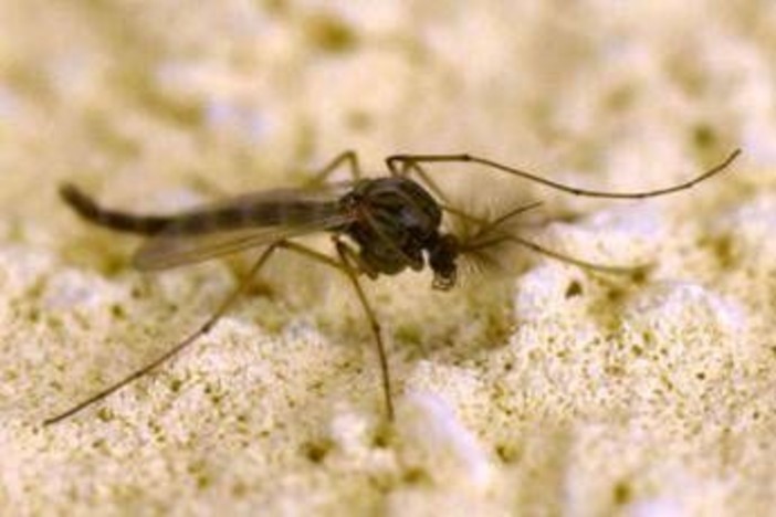 West Nile, Rezza: &quot;In Campania tasso letalità elevato, possibile sottostima dei casi&quot;