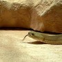 Morsi di serpente, il vademecum per chi sceglie viaggi esotici