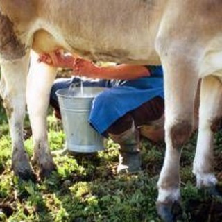 Latte crudo e batteri, le regole per non correre rischi
