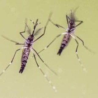 Zanzare e virus, cresce l'attenzione in Italia: 700 casi di West Nile e 312 di Dengue