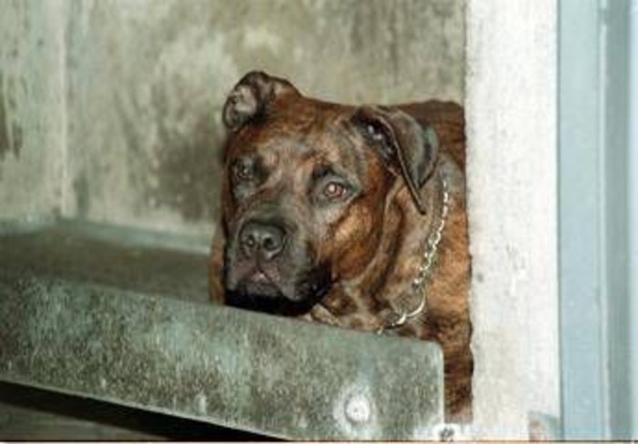 Aggredito da pitbull, il racconto: &quot;Io tra pochi sopravvissuti, vivo grazie a un passante&quot;
