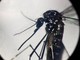 Dengue, un caso in provincia di Como: &quot;Piano di disinfestazione, no prodotti dell'orto&quot;