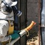 Dengue, un caso nel Comune di Colle Val d'Elsa nel Senese: scatta la disinfestazione