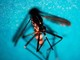 West Nile, nel Lazio 12 nuovi casi: salgono a 21