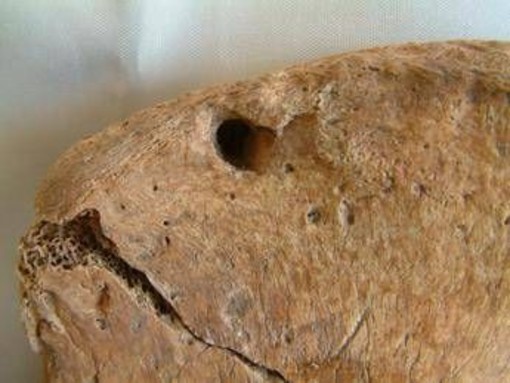 Il gladiatore di York e il leone, nello scheletro la prova delle lotte uomo-animali