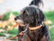 Avere un cane protegge il cuore e allunga la vita, il maxi studio Avere un cane protegge il cuore e allunga la vita, il maxi studio