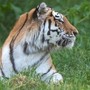 Scavalca il recinto e viene sbranato da una tigre allo zoo: tragedia nello Yorkshire Scavalca il recinto e viene sbranato da una tigre allo zoo: tragedia nello Yorkshire