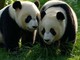 Corea del Sud, compiono 2 anni le prime due gemelle di panda giganti