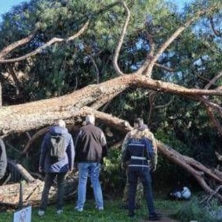 Roma, l'agronomo: "Pini dei Fori Imperiali crollati per anzianità, piogge e danni a radici"