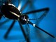 West Nile, 8 casi in Campania: 4 sono in rianimazione