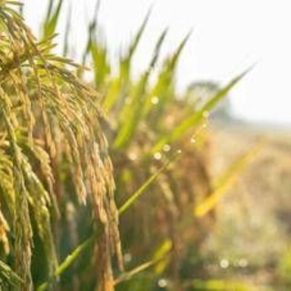 Agroalimentare, Ismea: superati sistema dei bandi per finanziamenti a condizioni di mercato Agroalimentare, Ismea: superati sistema dei bandi per finanziamenti a condizioni di mercato