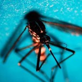 Estate, allarme zanzare: "Con caldo ciclo più rapido e rischio Dengue-West Nile"