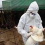 Aviaria la prossima pandemia? L'allarme degli esperti: "Diffusione senza precedenti"