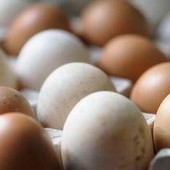 Epidemia di salmonella nel Regno Unito, 1 morto e oltre 200 casi: "Colpa delle uova importate"