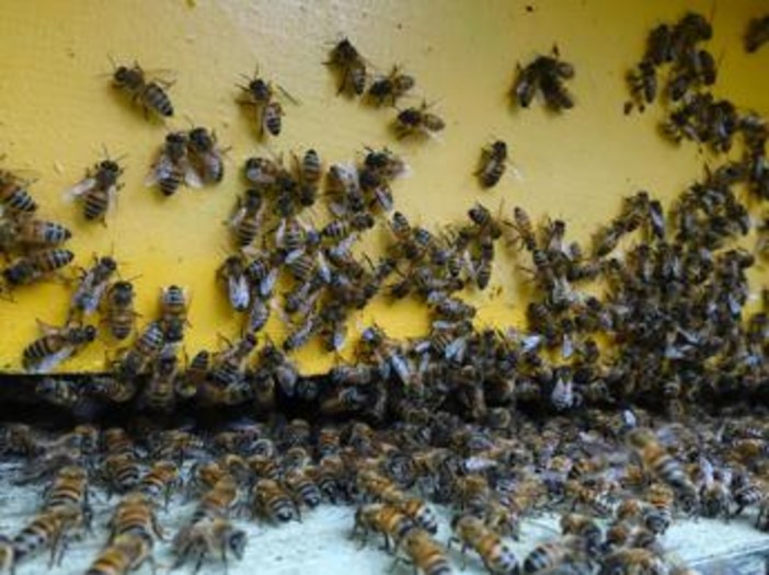 Giornata mondiale delle api, Wwf: &quot;Oltre il 40% degli impollinatori rischia l’estinzione&quot;