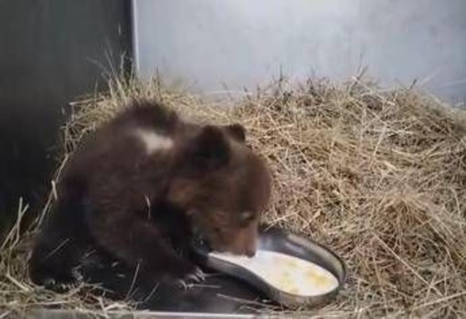 Orsetta marsicana salvata nel Parco nazionale comincia a mangiare da sola - Video