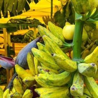 Da banana a mango made in Italy, aumenta produzione frutta esotica