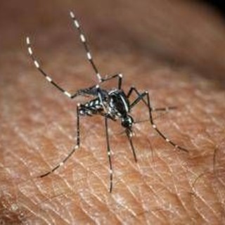 Roma, misure anti-zanzare in vista dell'estate: cosa dice l'ordinanza