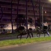 Cavalli in fuga a Roma, 4 vigili urbani fuori dalla parate del 2 giugno Cavalli in fuga a Roma, 4 vigili urbani fuori dalla parate del 2 giugno