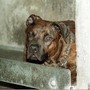 Aggredito da pitbull, il racconto: &quot;Io tra pochi sopravvissuti, vivo grazie a un passante&quot;