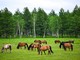 Cina, pubblicate le linee guida per la gestione delle risorse naturali Cina, pubblicate le linee guida per la gestione delle risorse naturali