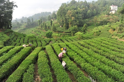 La Cina potenzia i settori della tradizione, dalla seta al tè alla porcellana La Cina potenzia i settori della tradizione, dalla seta al tè alla porcellana