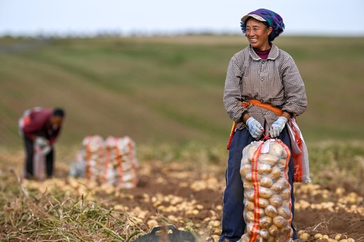 La Cina prevede un 2026 da record per il raccolto di cereali