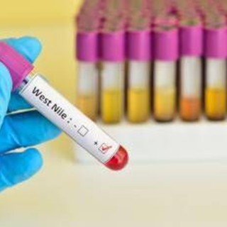 West Nile, Iss: &quot;10 casi da inizio anno, 7 in provincia di Latina&quot;