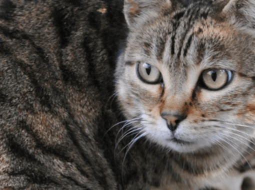 Scoperta nuova specie di felino selvatico, si trova in Bolivia: è il gatto Tilcayo Scoperta nuova specie di felino selvatico, si trova in Bolivia: è il gatto Tilcayo