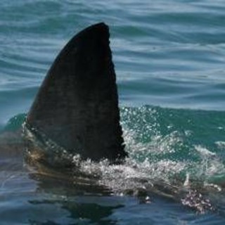 Australia, squalo attacca e uccide nuotatore a Perth