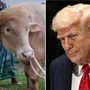 Donald Trump graziato, il bufalo superstar non verrà ucciso
