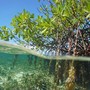 Neya pianta mangrovie in Madagascar per 2.500 ettari, potenziamento come 3.300 campi da calcio