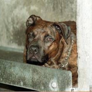 Aggredito da pitbull, il racconto: &quot;Io tra pochi sopravvissuti, vivo grazie a un passante&quot;