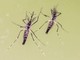 Zanzare e virus, cresce l'attenzione in Italia: 700 casi di West Nile e 312 di Dengue