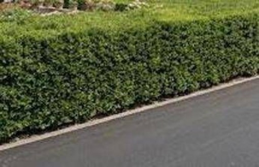 La siepe è verde e ben potata ma sporge, multa da 180 euro a ogni condomino della palazzina La siepe è verde e ben potata ma sporge, multa da 180 euro a ogni condomino della palazzina
