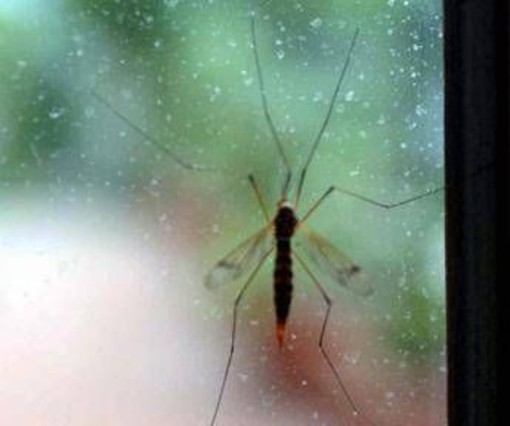 Chikungunya, Ecdc: "70 casi dopo viaggi alle Seychelles, per i turisti rischio alto"