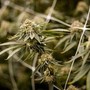 Farmaco con cannabis funziona contro dolore cronico, lo studio