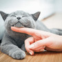 Farmaci, da Gemmato ok a uso veterinario anti Covid che salva i gatti
