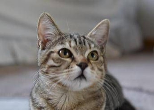 Gatto scompare per 10 anni, poi si presenta... al compleanno della padrona Gatto scompare per 10 anni, poi si presenta... al compleanno della padrona