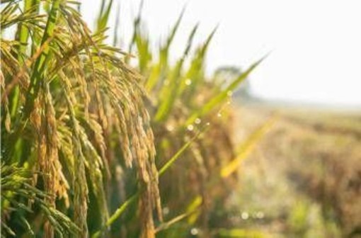 Agricoltura: Ismea, prorogato al 15 dicembre termine domande al Fondo Inail da 10 mln per trattori Agricoltura: Ismea, prorogato al 15 dicembre termine domande al Fondo Inail da 10 mln per trattori