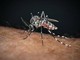 Chikungunya, il 'caso zero' nel bolognese è importato: nessuna infezione autoctona