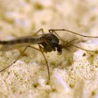 West Nile, Rezza: &quot;In Campania tasso letalità elevato, possibile sottostima dei casi&quot;