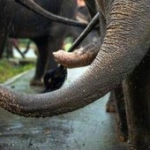 India, elefante dipinto di rosa muore 5 mesi dopo: gogna social per la fotografa russa