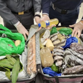 Milano, a Linate sequestrate 6,5 tonnellate di alimenti non sicuri Milano, a Linate sequestrate 6,5 tonnellate di alimenti non sicuri