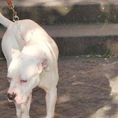 Seduta al tavolino di un bar viene azzannata in testa da un cane sfuggito alla dog sitter Seduta al tavolino di un bar viene azzannata in testa da un cane sfuggito alla dog sitter